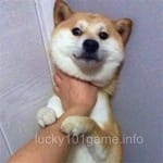 Avatar of Rehman Tariq